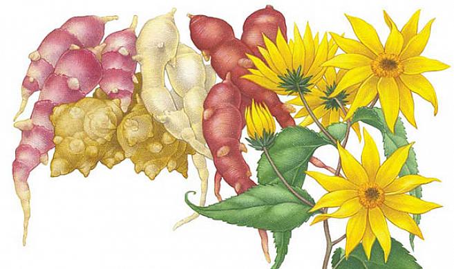 Men jordskokker er mye søtere