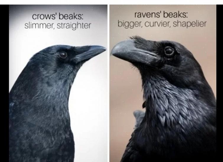 Omtrent 64 centimeter lange eller nesten på størrelse med en rødhalehauke