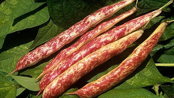 Tørre bønner er enkle å dyrke