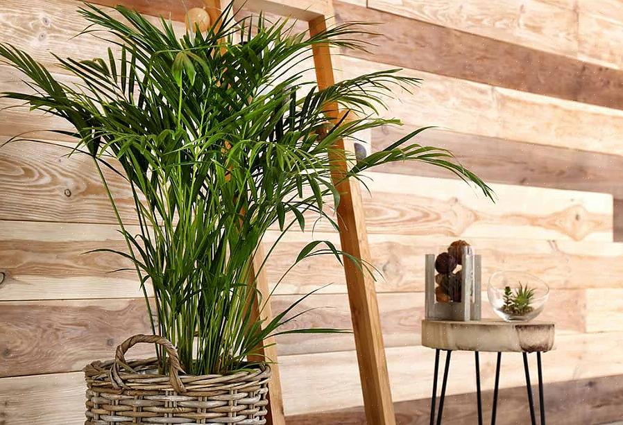 Potente feng shui-kurer som tiltrekker seg energi av rikdom