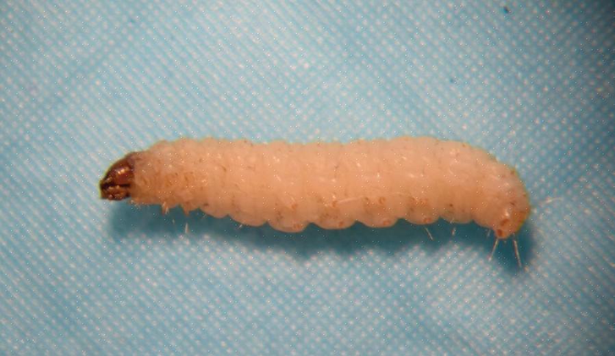 Hvis du ser et ormlignende insekt med et hardt skall