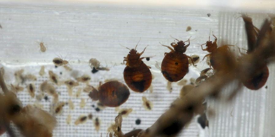 Båndklærmøllen (Tineola bissellielle) er en liten