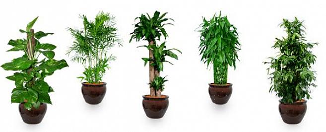 Men når det gjelder de beste plantene for god feng shui-energi