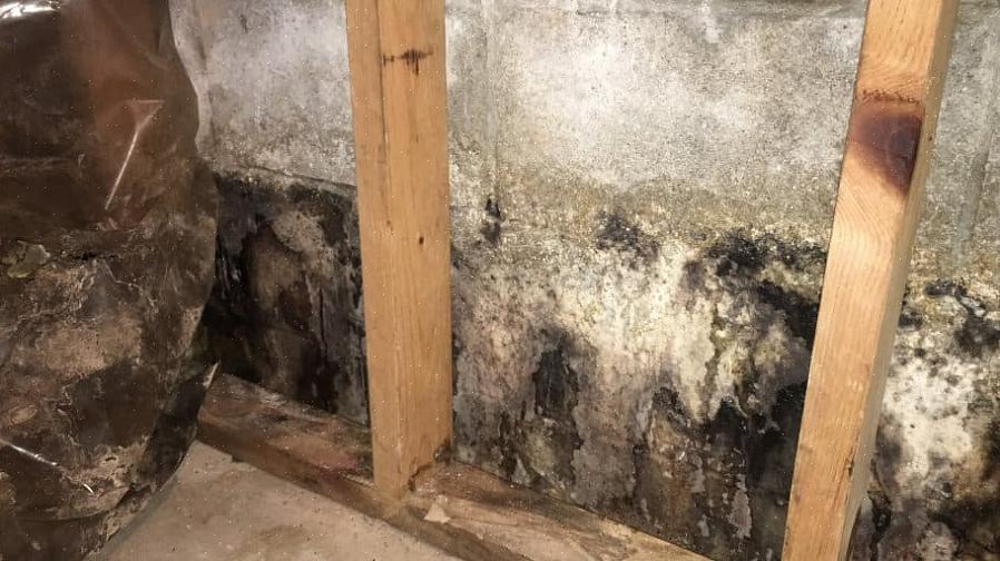 Spray flasken med vann for å våte ned tørre områder for å forhindre at muggsporer kommer i luften