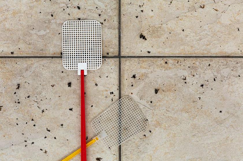 Andre skadedyr ute av hjemmet ditt i vinter