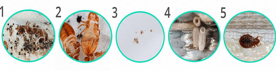 Må du plassere dekselet i en tung plastpose for å forhindre at insekter sprer seg til andre deler