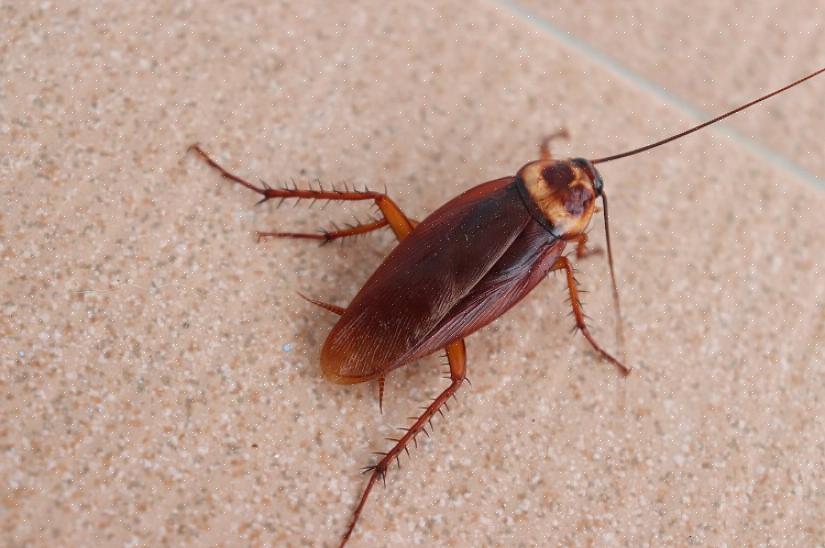 I tillegg er restauranter eller matforhandlere pålagt å fjerne døde eller fangede fugler