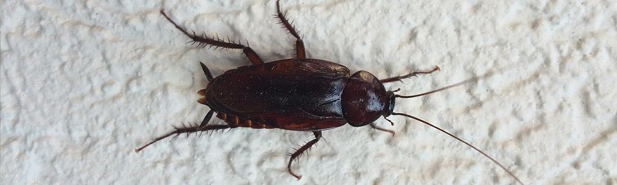 Største problemet for mennesker at den asiatiske kakerlaken