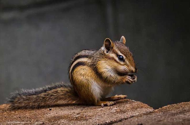 Det er mange måter å kontrollere chipmunks