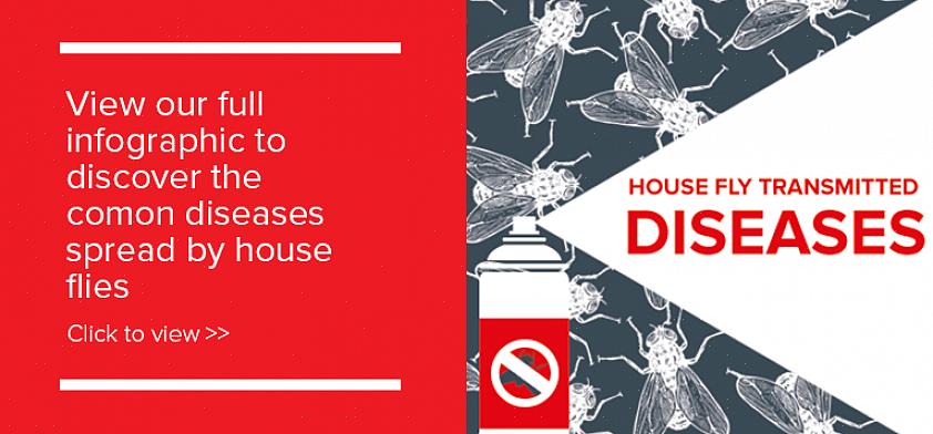 Den vanlige husflua blir ofte kalt "skittflue" fordi den kan forurense mat