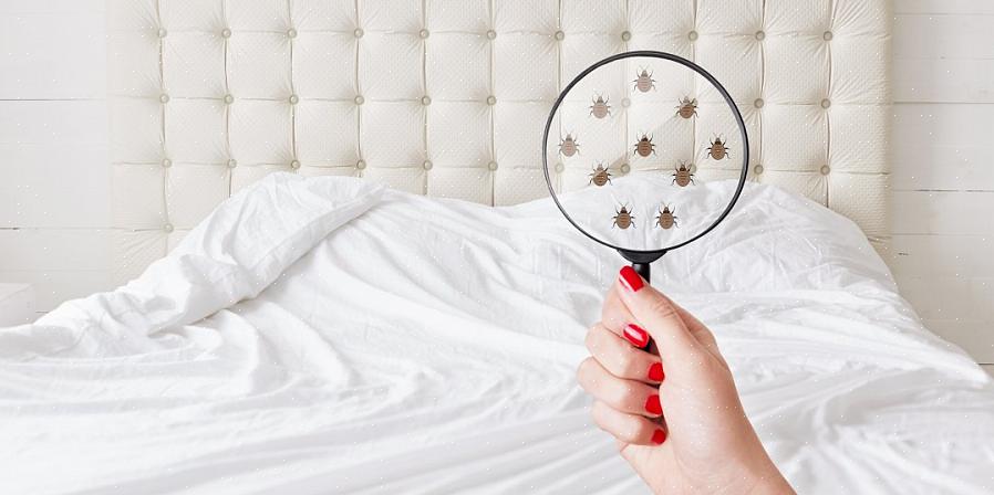 Oppdager at de har å gjøre med en veggedyrinfeksjon