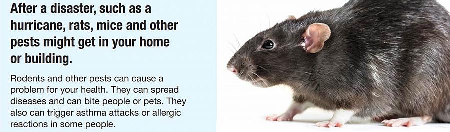 Rotter og andre gnagere utenfor huset ditt