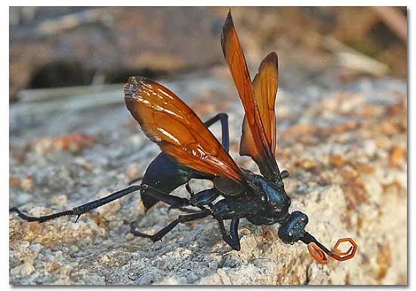 Tarantula Hawk Wasp er en vanlig ørkenveps fra sørvest