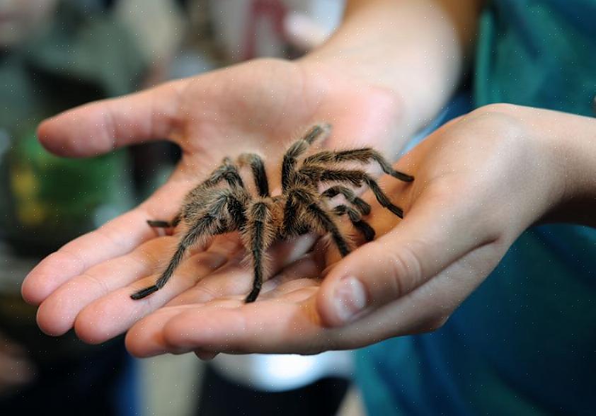 Tarantulaen har også piggete