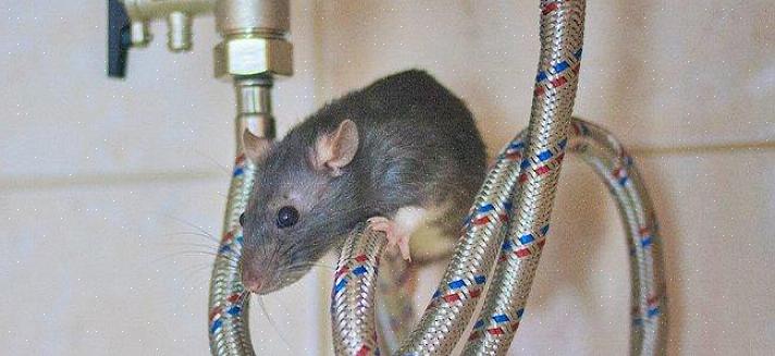 Takrotten (rattus rattus)