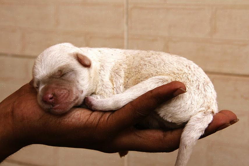 Andre oppgaver du bør utføre før du flytter på dagen inkluderer