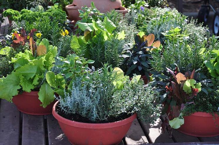 Å dyrke en tomatplante i full størrelse i en beholder vil kreve en stor gryte