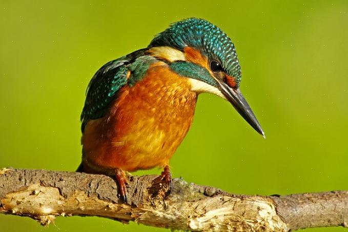 Eggene til forskjellige fugler varierer i tekstur