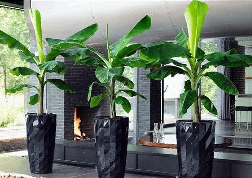 Veldig tropisk sommerbeholderdisplay med en bananpalme