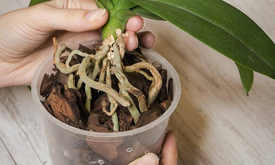 Rull rotstikkene i rothormonet