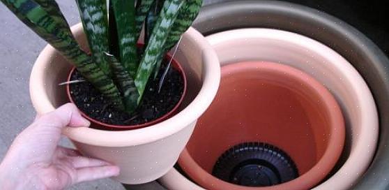 Hvis du er konservativ med hensyn til gjødsel når du først omplanter planten