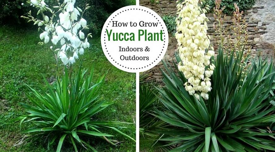 Yucca trives i fullt sollys
