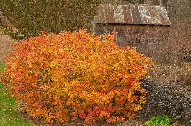 Planteaksonomi klassifiserer disse dvergfothergilla-buskene som Fothergilla gardenii 'Mount Airy'