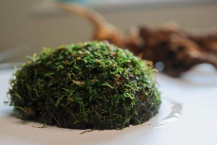 Mossesenger startet tidlig nok vil kunne etablere seg før sommervarmen