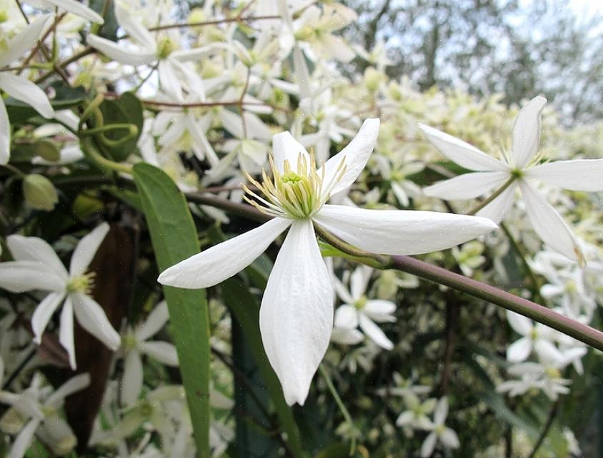 Sommerblomstrende clematis (gruppe 2)