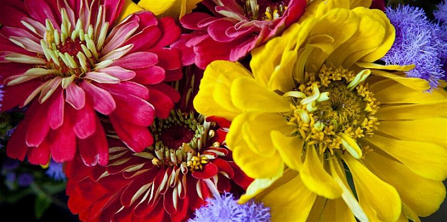 Hele oppdraget til en årlig plante er å produsere frø for å sikre forplantning av fremtidige generasjoner