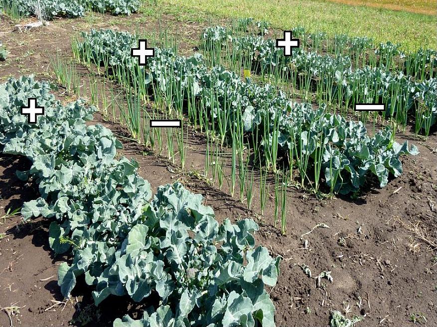 Ledsagerplanter for å tiltrekke seg fordelaktige insekter