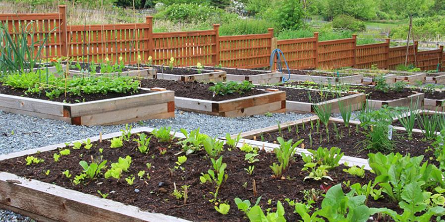 Noen bilder av grønnsakshagen for inspirasjon