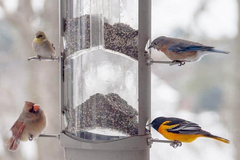 Solsikkefrø i sort olje er det mest populære frøet for forskjellige fuglearter