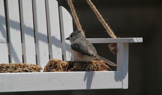I likhet med sortoljefrø er stripete solsikkefrø et godt frø med høyt fettinnhold