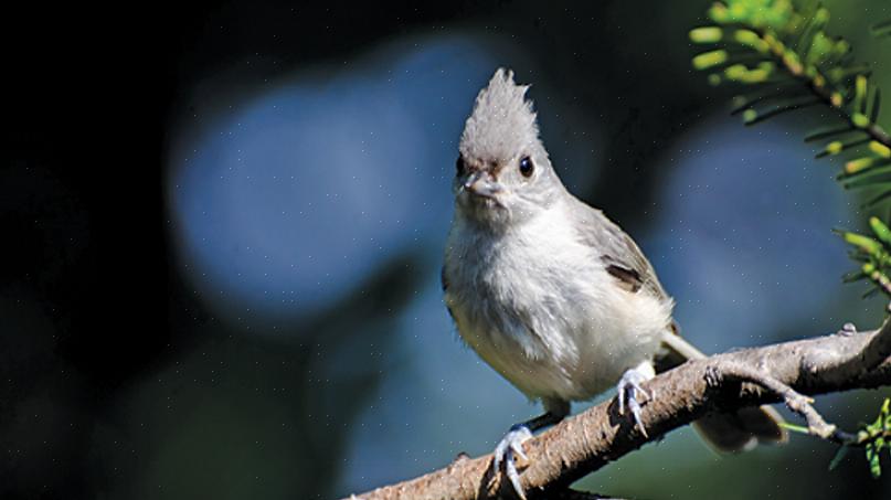 Å legge til frøbærende blomster i en hage kan tiltrekke fugler som spurv