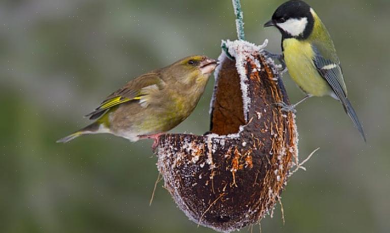 Fjern matere med stort antall perches