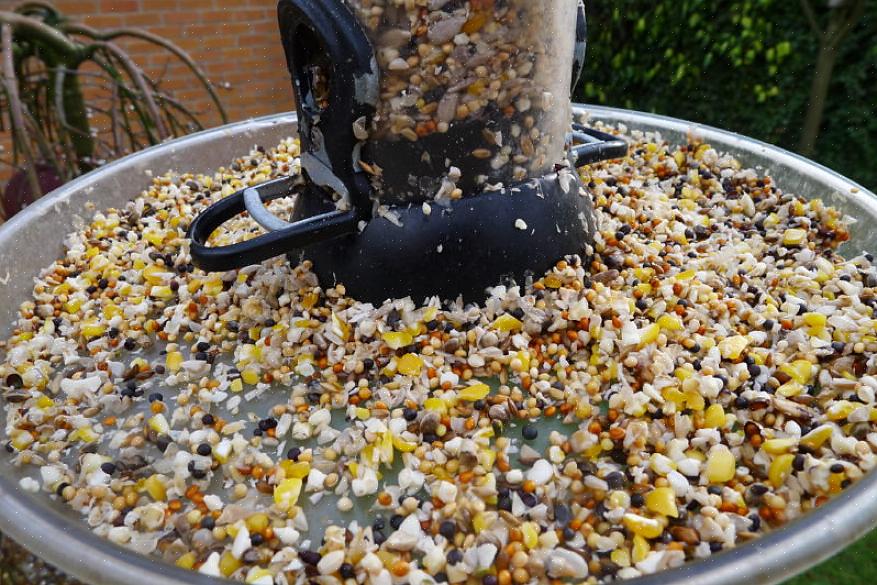 Bør du vurdere å fjerne noen av dem under et sykdomsutbrudd for å oppmuntre lokale fuglebestander til å spre