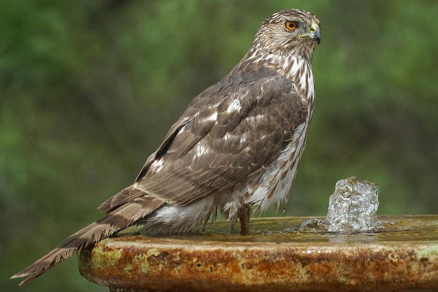 Å mate fugler om høsten hindrer dem i å vandre - FALSK