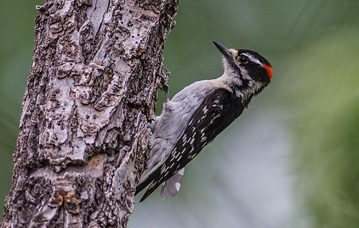 Men med flid er det mulig å tiltrekke hakkespett hele året