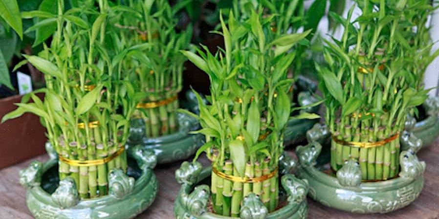 Utvalget av feng shui-artikler nedenfor vil hjelpe deg med enkle