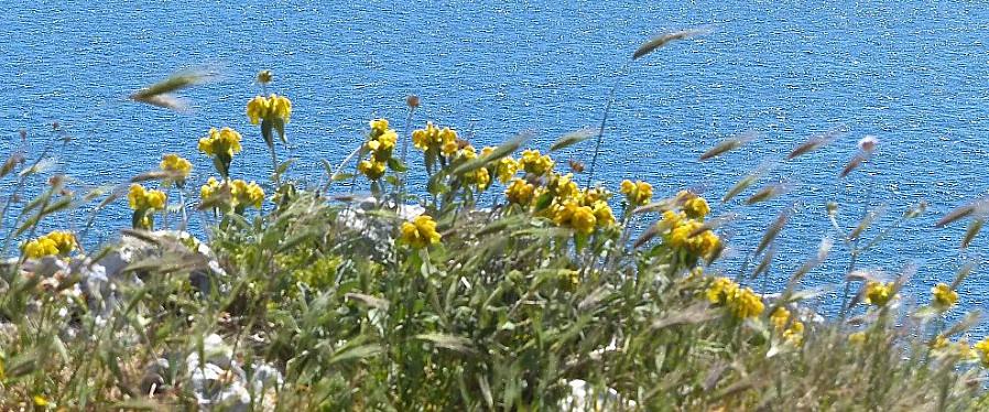 Totalt 21 land berører Middelhavet