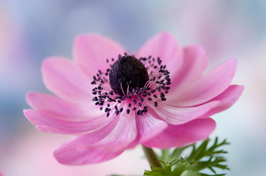 Anemone blomster er planter med lite vedlikehold