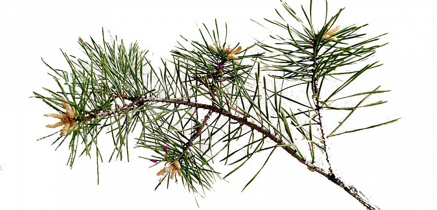 Kjeglene er mer attraktive blå på Blue Cone-sorten (Thuja orientalis 'Blue Cone')