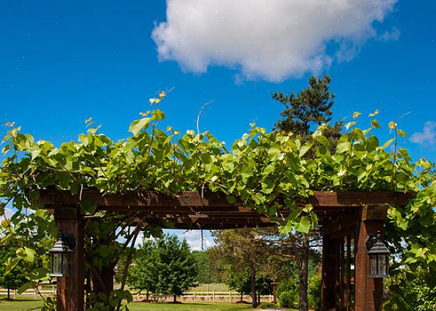 Carolina Jessamines vinstokker vil klatre opp en trellis