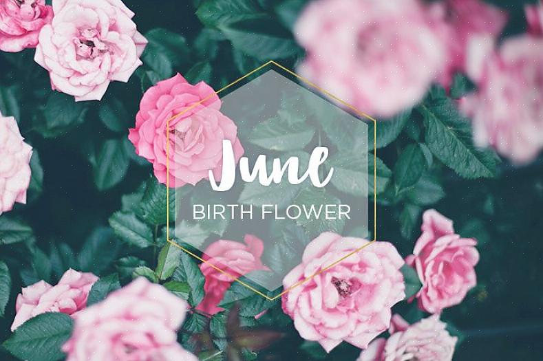 Når planten blomstrer i juni