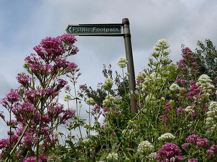 Monarda didyma sniker seg bare inn som en juni-blomstrer