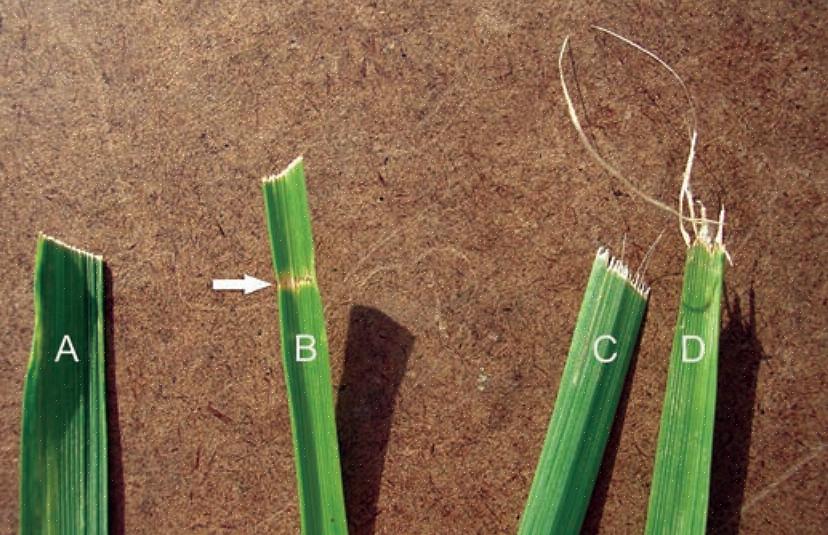 Hvordan slipe gressklipperbladene med borefeste