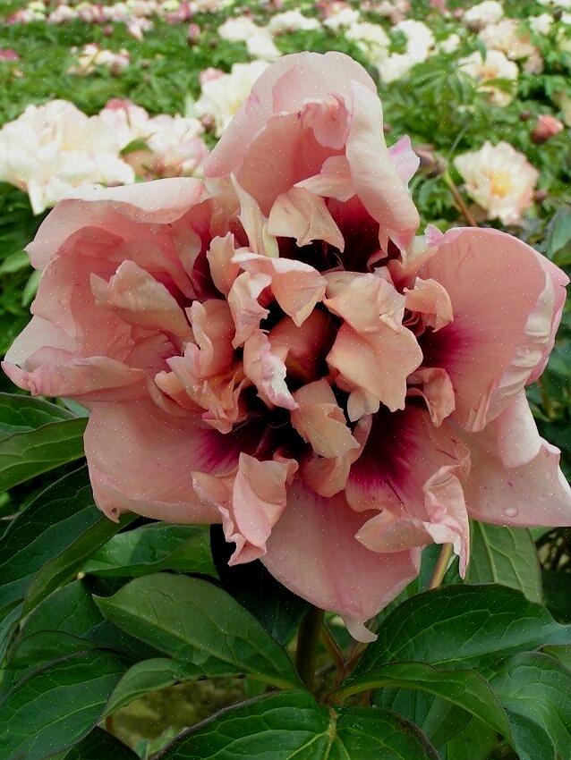 Bærene til vintergrønne planter er spiselige for mennesker