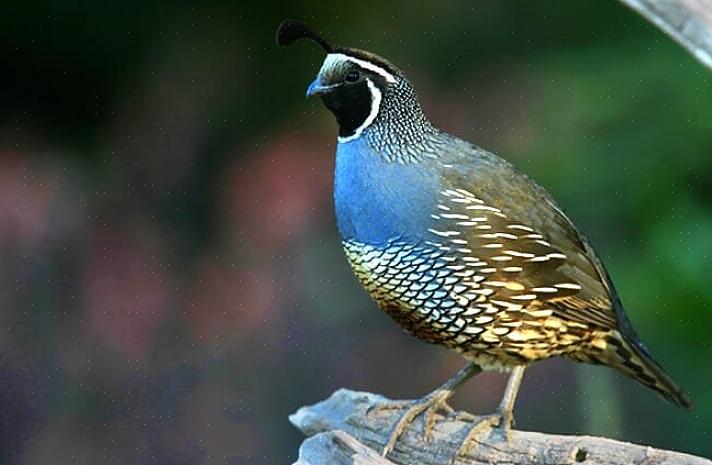 California-vaktelen er den offisielle statsfuglen i California