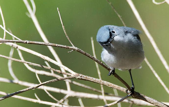 Som statsfuglen i California blir California vaktler passende kalt